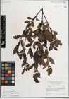 Foto von Salix mielichhoferi Saut. x Salix myrsinifolia Salisb.